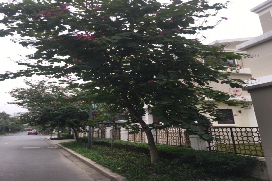 bán biệt thự H11 Starlake tây hồ đẹp 1