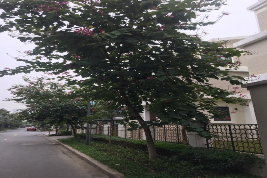 bán biệt thự H11 viu hồ trực diện thoáng mát 1