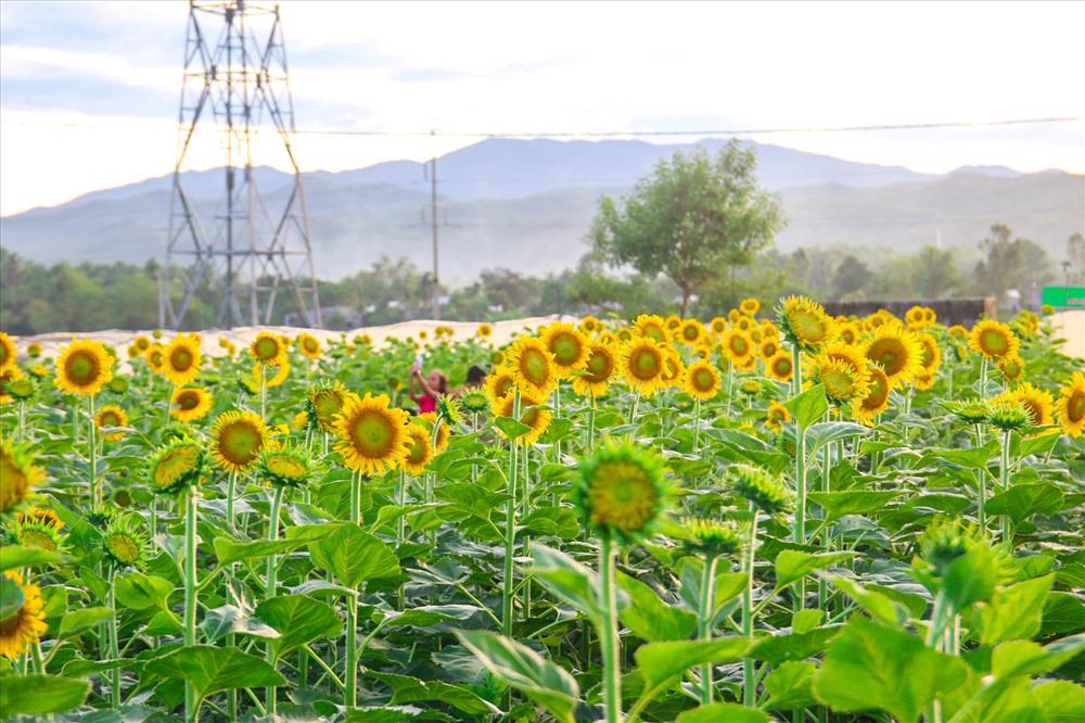 vườn hoa tây hồ